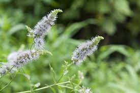 Spearmint Herb Seeds 30mg – Mentha spicata, Hardy Perennial for Teas, Cooking, Fragrant Gardens