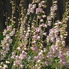 100mg Penstemon Palmeri Seeds - Palmer's Penstemon Wildflower for Pollinator Gardens, Fragrant Drought-Tolerant Perennial
