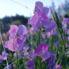 Oyama Bicolour Sweet Pea Seeds – 50+ Dual-Tone Blooms Climbing Vine for Bouquets, Trellises & Cottage Gardens – Lathyrus odoratus