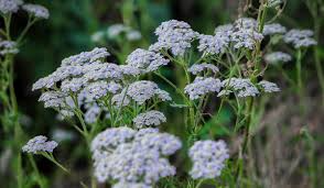 White Yarrow Perennial Bare Root Plant Achillea millefolium for Flower Beds & Pollinator Gardens