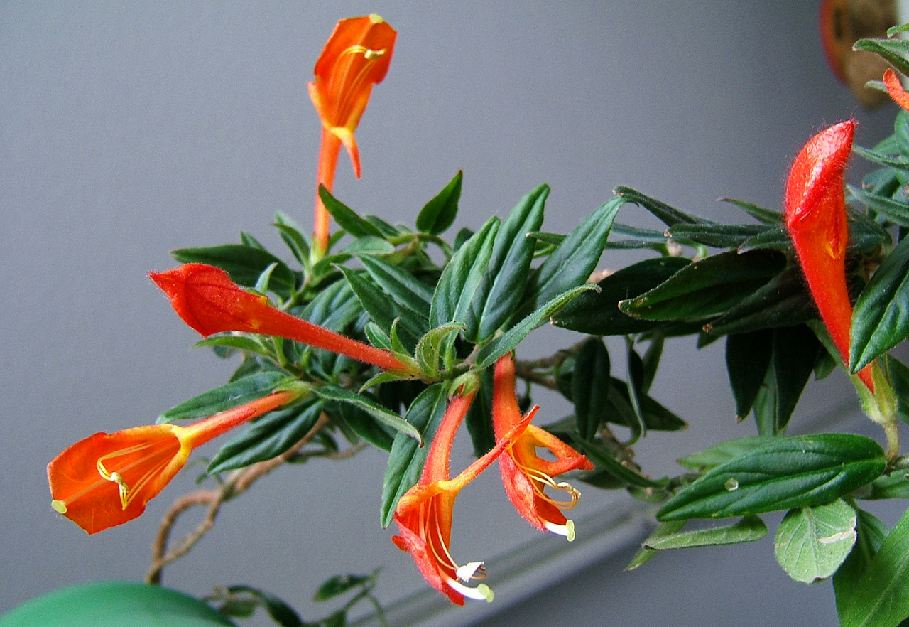 Columnea Stavanger Goldfish Plant 2-Inch Potted Indoor Trailing Houseplant with Red Flowers