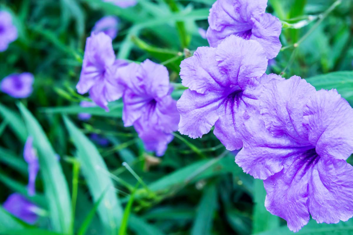 Rooted Cuttings of Purple Mexican Petunia (Ruellia simplex) - Hardy Perennial Garden Flowers for Borders & Ground Cover