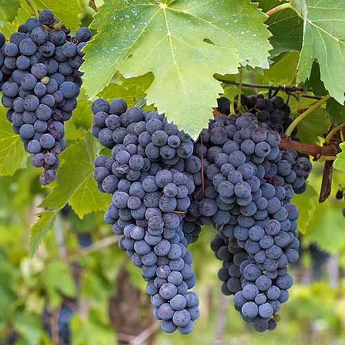Organic Concord Grape Cuttings - 12+ Hardy Perennial Vine for Rooting, Sweet Juicy Grapes, Vitis labrusca