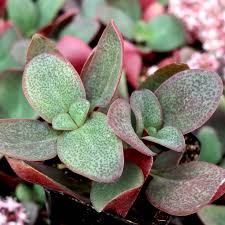 Crassula Multicava ‘Green Fairy Jade’ Unrooted 2” Cuttings | Fast-Growing Succulent Ground Cover & Houseplant