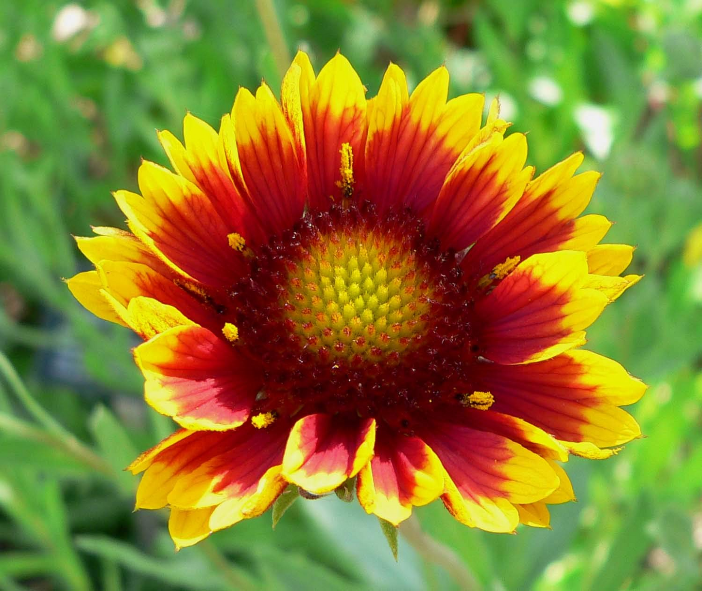 200 Indian Blanket Flower Seeds Gaillardia pulchella Heirloom Non-GMO Wildflower for Meadows Pollinators Easy Care