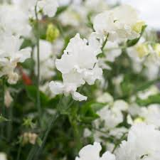 Memorial Flight Sweet Pea Seeds – 50+ Soft Pink Blooms for Trellises, Borders & Cut Flowers – Lathyrus odoratus
