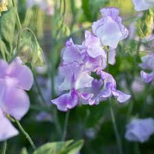 Sweet Pea Seeds 50+ Lavender-Blue Fragrant Blooms Climbing Vines Lathyrus odoratus for Garden, Trellises, Fences