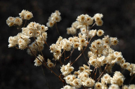 500 Seeds Pseudognaphalium Obtusifolium Sweet Everlasting Native Perennial Wildflower Pollinator Friendly Drought Tolerant