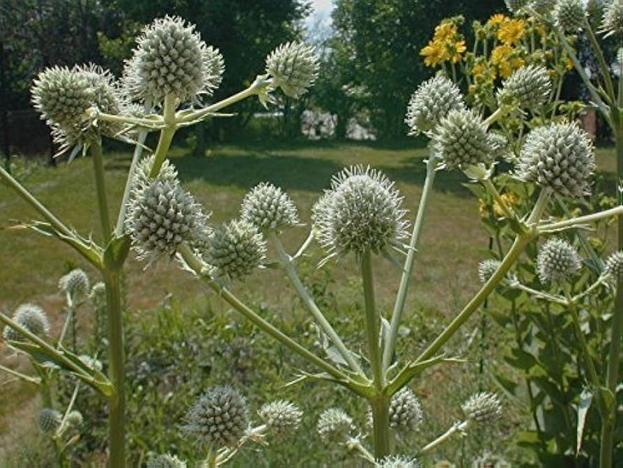 Rattlesnake Master Seeds 1g | Eryngium yuccifolium | Native Prairie Perennial, Pollinator-Friendly, Drought-Tolerant, Unique Foliage