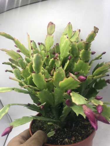 Christmas Cactus Cuttings 5pcs | Schlumbergera Truncata Starter Plants for Indoor & Shade Gardens