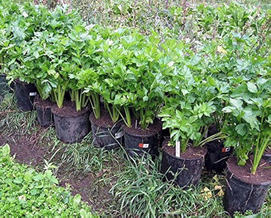 Chinese Celery Seeds 500mg Heirloom Dark Green Aromatic Crisp Stalks for Garden & Containers | Apium graveolens var. secalinum