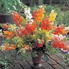 Chantilly Mix Snapdragon Seeds – Pastel Butterfly Blooms for Cut Flowers, Borders & Pollinator Gardens – Antirrhinum majus, 1000+ Seeds