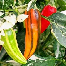 Fish Pepper Seeds – Capsicum annuum, Striped Heirloom Hot Pepper, Ornamental and Culinary, 10 Seeds