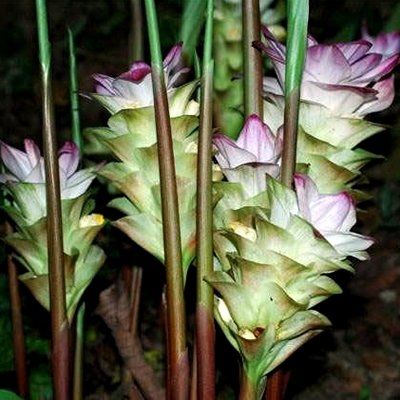 Rare White Turmeric Live Plant - Curcuma Zedoaria, 5"-10" Tall, Ornamental Ginger Root, Tropical Garden, USA Seller