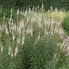 Veronicastrum virginicum Seeds – Culver's Root Native Wildflower with White Flower Spikes for Pollinator Gardens & Rain Gardens