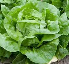 White Boston Lettuce Seeds - Crisp Butterhead Variety, Tender Pale Green Leaves, Lactuca sativa, 500 Seeds