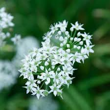 Garlic Chive Herb Seeds 150 Allium tuberosum Mild Garlic Flavor Non-GMO Easy to Grow for Cooking & Garnishes