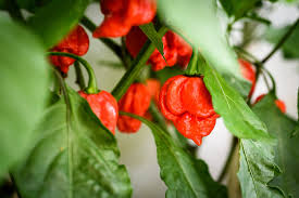 Carolina Reaper F1 Hybrid Pepper Seeds – World's Hottest Capsicum Chinense, Fiery Flavor, 5 Seeds