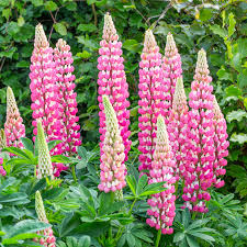 Lupine Seeds 25+ Pink Lupinus ‘Chatelaine Pink’ Pollinator-Friendly Perennial for Gardens