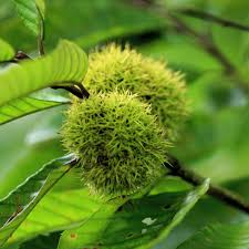 Chinese Chestnut Tree Bare Root 1-2' | Edible Nuts, Hardy, Disease-Resistant | Castanea mollissima