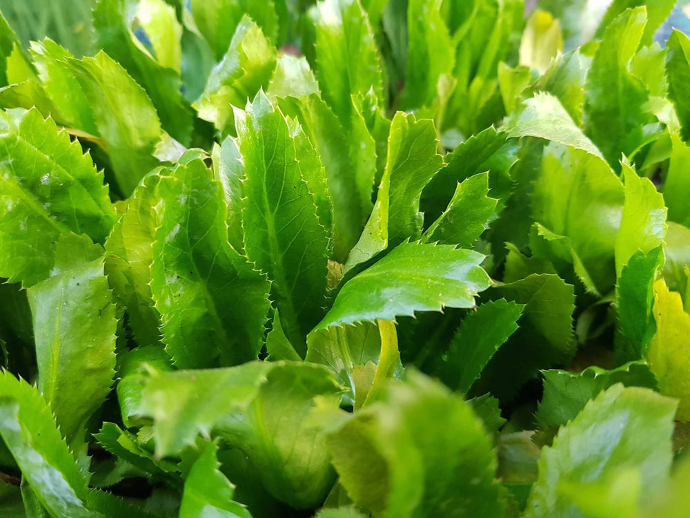 100 Seeds Culantro Ngo Gai Eryngium foetidum Heirloom Herb for Culinary Use & Garden Planting