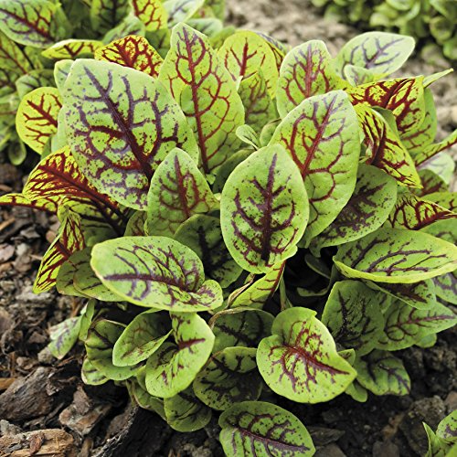 Red Veined Sorrel Seeds, Rumex sanguineus, Heirloom Green for Salads & Garnishes, Edible Landscape, Cool-Season Vegetable