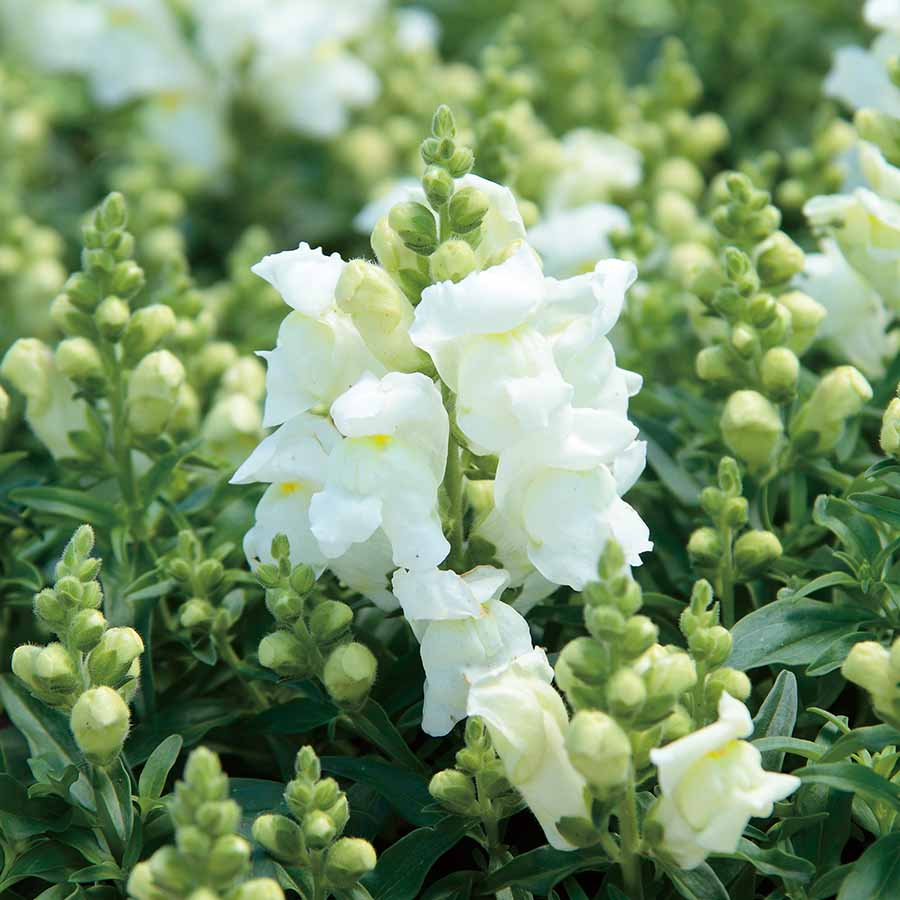 Candy Tops White Snapdragon Seeds, Antirrhinum majus, 1000+ Seeds, Compact Dwarf White Flowers for Garden & Containers