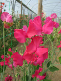 Sweet Pea Seeds – Climbing Flower Vine with Rose-Pink Blooms for Trellises, Gardens & Bouquets – Lathyrus odoratus, 50+ Seeds