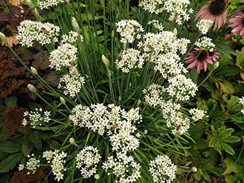 Flowering Chinese Leek Seeds, Allium tuberosum, Garlic Chives, Heirloom, Non-GMO, Easy to Grow, Culinary & Ornamental