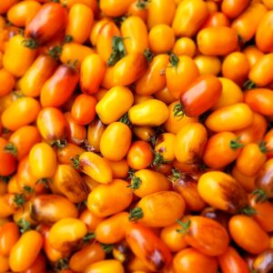 Golden Hour Micro Dwarf Tomato Seeds – Heirloom, Non-GMO, Compact, High-Yield, Solanum lycopersicum