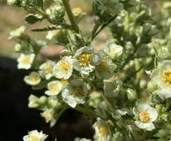 20 Desert Sweet Fern Bush Seeds C. millefolium Native Drought Tolerant Low Maintenance Landscaping