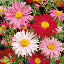 Painted Daisy Seeds | Robinson's Giant Mix Perennial Flowers | Non-GMO, Long-Lasting, Easy to Grow
