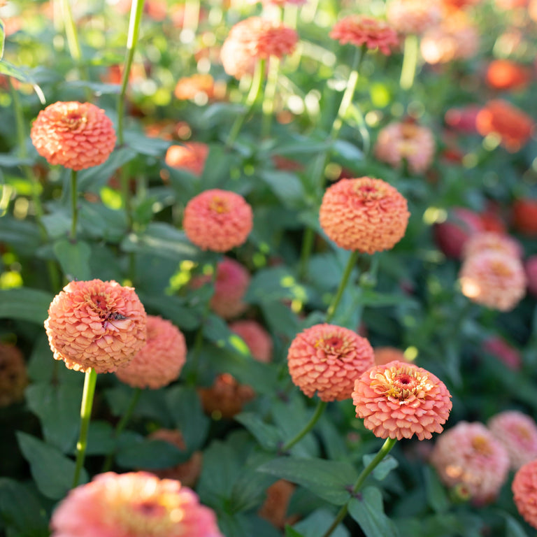 Oklahoma Salmon Zinnia Seeds – 100+ Soft Salmon-Pink Blooms for Cut Flowers & Gardens – Zinnia elegans, Annual, USA