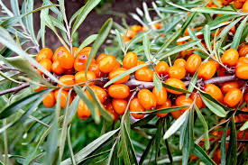 50 Seaberry Seeds - Sea Buckthorn (Hippophae rhamnoides) Edible Berry Fruit, Organic, High Yield, Nutrient-Rich, Hardy Garden Planting