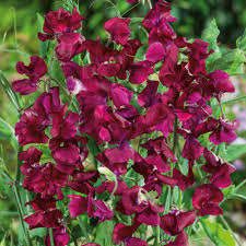 Burgundy Mix Sweet Pea Seeds – Climbing Flower Vine with Wine, Maroon & Plum Blooms – Heirloom Lathyrus odoratus for Bouquets & Gardens