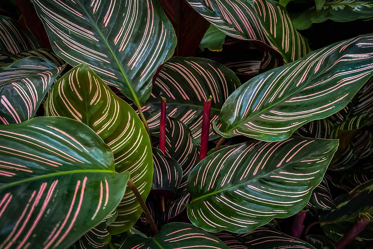Calathea Ornata Starter Plant | Pinstripe Peacock Plant | Live Zebra Indoor Tropical Foliage | USA Grown