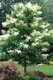 Japanese Lilac Tree Bare Root Plant 12-14" Syringa reticulata Ornamental Flowering Tree Zones 3-7