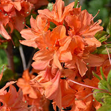 Mandarin Lights Deciduous Azalea Starter Plant | Bright Orange Blooms | Northern Lights Hybrid | Azalea x 'Mandarin Lights'