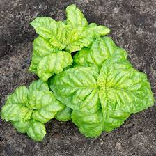 Sweet Basil Seeds - Heirloom Non-GMO Culinary Herb for Pesto, Salads, 14-18" Tall, Fast Growing, Garden & Container Plant