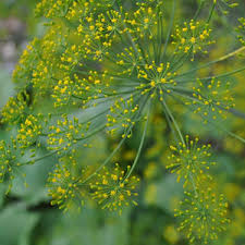 Dukat Dill Herb Seeds 500 Count, Anethum graveolens, Aromatic Culinary Herb for Cooking & Garden Use