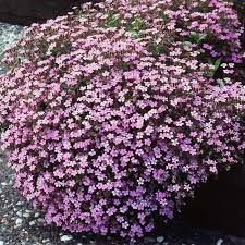 1000 Seeds Groundcover Rock Soapwort Saponaria ocymoides Pink Flowers Spreading Perennial Non-GMO
