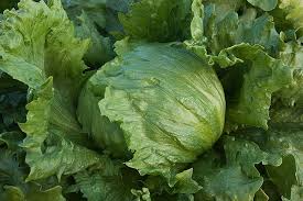 Iceberg Batavian Lettuce Seeds 1g Heirloom Non-GMO Crisp Heading Salad Greens Lactuca sativa
