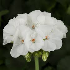 Geranium Pelargonium Zonal 'White' | 3 Live Unrooted Cuttings | Drought-Tolerant, Easy-Care Flowering Plant