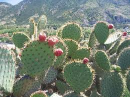 Opuntia Oricola Chaparral Prickly Pear Cactus Pad Cutting – Drought-Tolerant, Coastal Los Angeles Origin, Easy to Root, 5-7" Tall