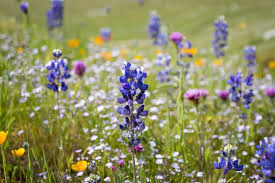 Mini Lupine Seeds β Lupinus bicolor Bicolor Wildflowers for Pollinators, Drought-Tolerant, Compact Garden Plants