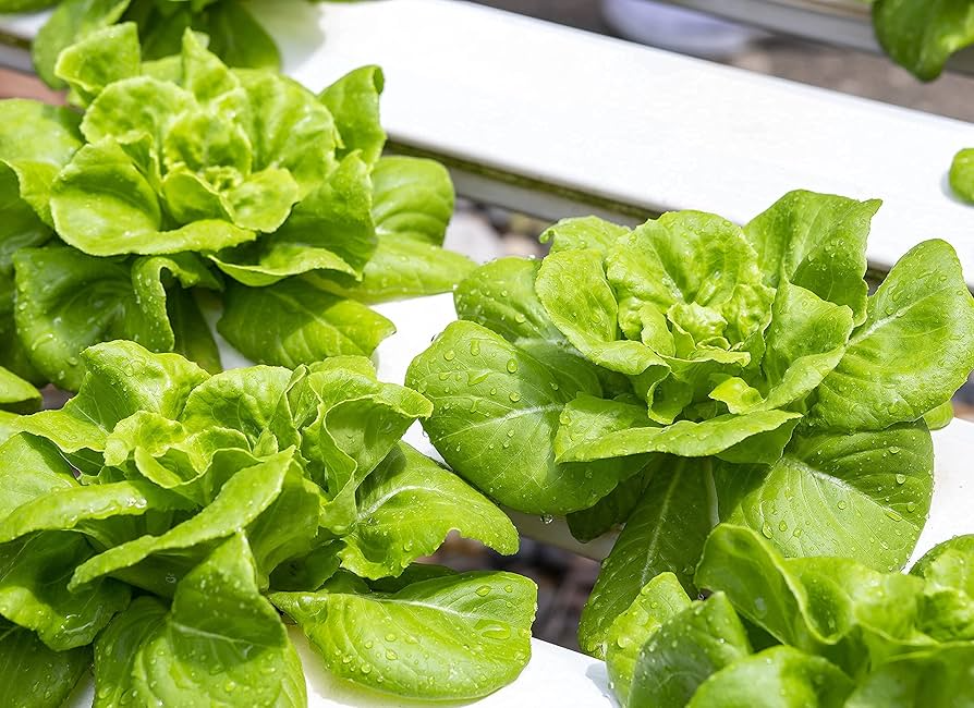 Buttercrunch Butterhead Lettuce Seeds – Heirloom, Tender & Sweet, Cold Hardy, High Yield, Garden & Container Planting