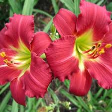 Ruby Stella Daylily Bare Root - Re-Blooming Red Flowers, Drought-Tolerant Perennial, USDA Zones 3-9