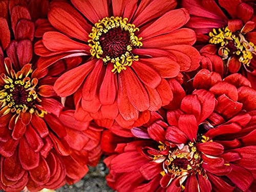 200 Seeds Zinnia WILL ROGERS Hummingbird Red Non-GMO Zinnia elegans Pollinator-Friendly Flowers