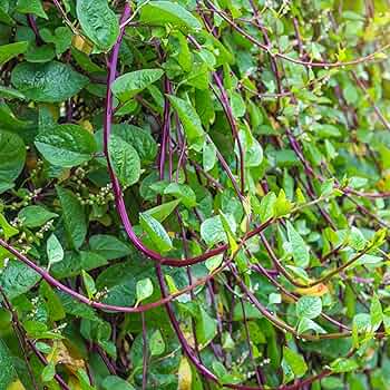 Malabar Spinach Seeds 500mg Red Stem Climbing Vegetable Non-GMO Basella alba rubra