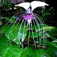White Bat Orchid Seeds – Tacca integrifolia, Exotic Tropical Houseplant, Rare Bat-Shaped Flower, Indoor Garden Plant, Shade-Loving